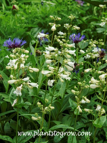 Smooth Penstemon (Penstemon laevigatus)